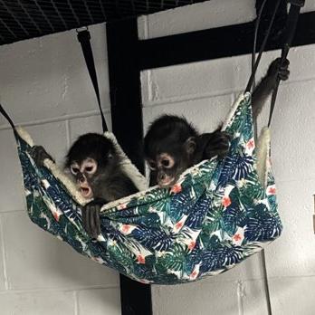 NEW! Mexican Spider Monkeys at the Charles Paddock Zoo! | City of
